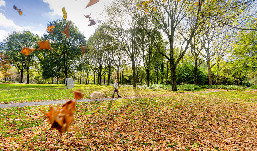 Vrouw laat haar hond uit in een herfstachtig park.