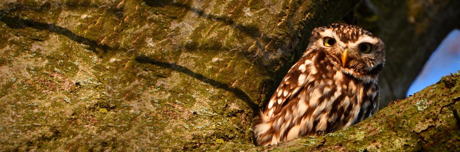 Roofvogels en uilen in Apeldoorn